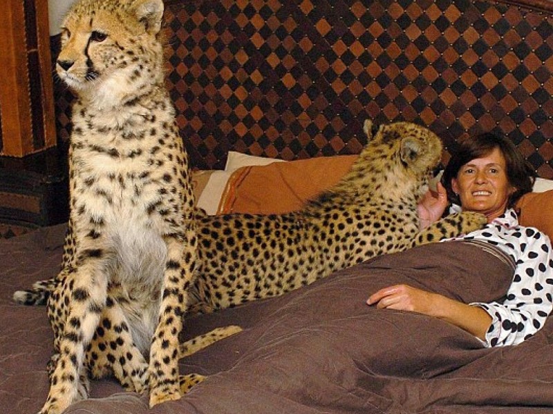 Домашние леопарды